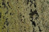 Orbicular Ocean Jasper Slab - Madagascar #129832-1